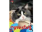 Adopt Sylvester a All Black Domestic Longhair / Domestic Shorthair / Mixed cat