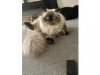 Adopt Frances a White (Mostly) Himalayan / Mixed (long coat) cat in Brecksville