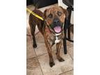 Adopt Braxton a Brindle Boxer / Mixed dog in Cincinnati, OH (34766336)