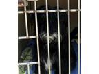 Adopt MILO a Black - with White Shih Tzu / Mixed dog in Louisville