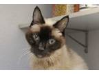 Adopt PRECIOUS a Brown or Chocolate Siamese / Mixed (short coat) cat in Tucson