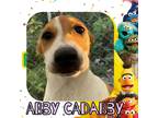 Adopt Abby Cadabby a Mixed Breed (Medium) / Mixed dog in Fall River