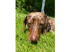 Adopt Mocha a Dachshund / Mixed dog in Fall River, MA (34766002)