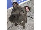 Adopt EVAN a Black - with White American Pit Bull Terrier / Mixed dog in Akron