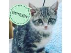 Adopt Honeydew a Gray, Blue or Silver Tabby Domestic Shorthair / Mixed cat in