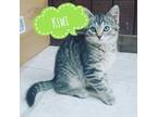 Adopt Kiwi a Brown Tabby Domestic Shorthair / Mixed cat in Fort Collins