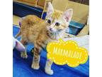 Adopt Marmalade a Orange or Red (Mostly) Domestic Shorthair / Mixed cat in Fort