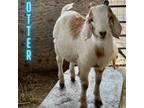 Adopt Otter a Goat farm-type animal in Napa, CA (34765783)