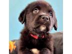 Adopt Zazu a Black Rottweiler / Great Pyrenees / Mixed dog in Zimmerman
