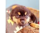 Adopt Banzai a Black Rottweiler / Great Pyrenees / Mixed dog in Zimmerman