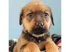 Adopt Sarafina a Brown/Chocolate Rottweiler / Great Pyrenees / Mixed dog in