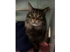 Adopt Bo (Hyacinth) a Domestic Longhair cat in Roanoke, VA (34765549)