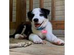 Adopt Jinx a Golden Retriever / Australian Shepherd / Mixed dog in Potomac