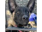 Adopt Bonnie a Black Belgian Malinois / Mixed dog in POMONA, CA (34765406)