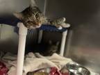 Adopt Fuzzy a Domestic Shorthair cat in Roanoke, VA (34765543)