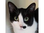 Adopt Abby a Black & White or Tuxedo Domestic Shorthair / Mixed (short coat) cat