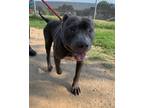 Adopt Kip Cheeto a American Pit Bull Terrier / Mixed dog in Richmond