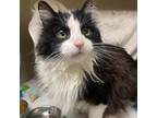 Adopt Izzo a All Black Domestic Longhair / Mixed cat in Walker, MI (34765283)