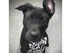 Adopt Heidi a Black Pit Bull Terrier / Labrador Retriever / Mixed dog in