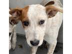 Adopt Onika a Australian Cattle Dog / Mixed dog in Edinburg, TX (34765213)