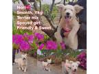 Adopt NARI a White Wheaten Terrier / Westie, West Highland White Terrier / Mixed