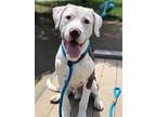 Adopt Louie a White - with Gray or Silver Great Dane / Mixed dog in new london