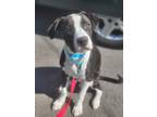 Adopt Larry a White - with Gray or Silver Great Dane / Mixed dog in new london