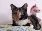 Adopt Celeste a Calico or Dilute Calico Domestic Shorthair / Mixed cat in