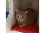 Adopt Scotch a Orange or Red Domestic Shorthair / Mixed cat in Philadelphia