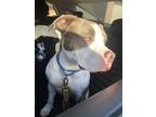 Adopt Bella a White - with Gray or Silver American Pit Bull Terrier / Mixed dog
