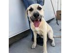 Adopt Goldie a Tan/Yellow/Fawn Mastiff / Mixed Breed (Large) / Mixed dog in
