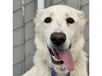 Adopt Ethel a White - with Tan, Yellow or Fawn German Shepherd Dog / Mixed dog