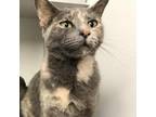 Adopt Bambi a Gray or Blue Domestic Shorthair / Mixed cat in Denison