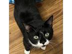 Adopt Teddy a All Black Domestic Shorthair / Mixed cat in Denison, TX (34764714)