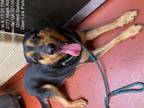 Adopt Riley a Black Rottweiler / Labrador Retriever dog in Douglasville