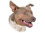 Adopt Dr Rockso a Brown/Chocolate - with White Pit Bull Terrier / Mixed dog in