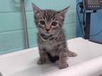 Adopt BRIE a Brown Tabby Domestic Shorthair / Mixed (short coat) cat in Gardena