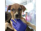 Adopt Bria a Tan/Yellow/Fawn Boxer / Mixed Breed (Small) / Mixed dog in Austin