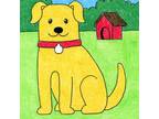 Adopt Bon A White - With Tan, Yellow Or Fawn Poodle (Standard) / Labrador