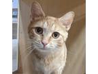 Adopt Yetta a Orange or Red Domestic Shorthair / Mixed cat in Pittsburgh