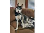 Adopt Rosie a Black - with White Husky / German Shepherd Dog / Mixed dog in
