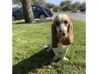 Adopt Nancy Drew (SJC) a Basset Hound / Mixed dog in Provo, UT (34762694)