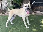 Adopt MARLIN a Tan/Yellow/Fawn German Shepherd Dog / Mixed dog in Gardena