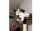 Adopt Luna a White (Mostly) American Shorthair / Mixed (short coat) cat in