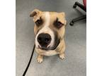 Adopt Max-A-One-In-A-Million a American Pit Bull Terrier / Mixed dog in