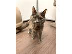 Adopt HEATHER a Domestic Shorthair / Mixed (long coat) cat in Gillette
