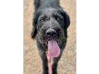 Adopt Quillie a Wirehaired Pointing Griffon / Mixed dog in Gillette