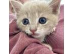 Adopt Raindrop a Tan or Fawn Tabby Domestic Mediumhair / Mixed cat in Lynchburg
