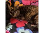 Adopt Lorelai a All Black Domestic Shorthair / Mixed cat in Lynchburg