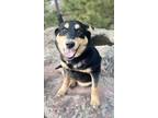 Adopt Laila a Black - with Tan, Yellow or Fawn German Shepherd Dog / Husky /